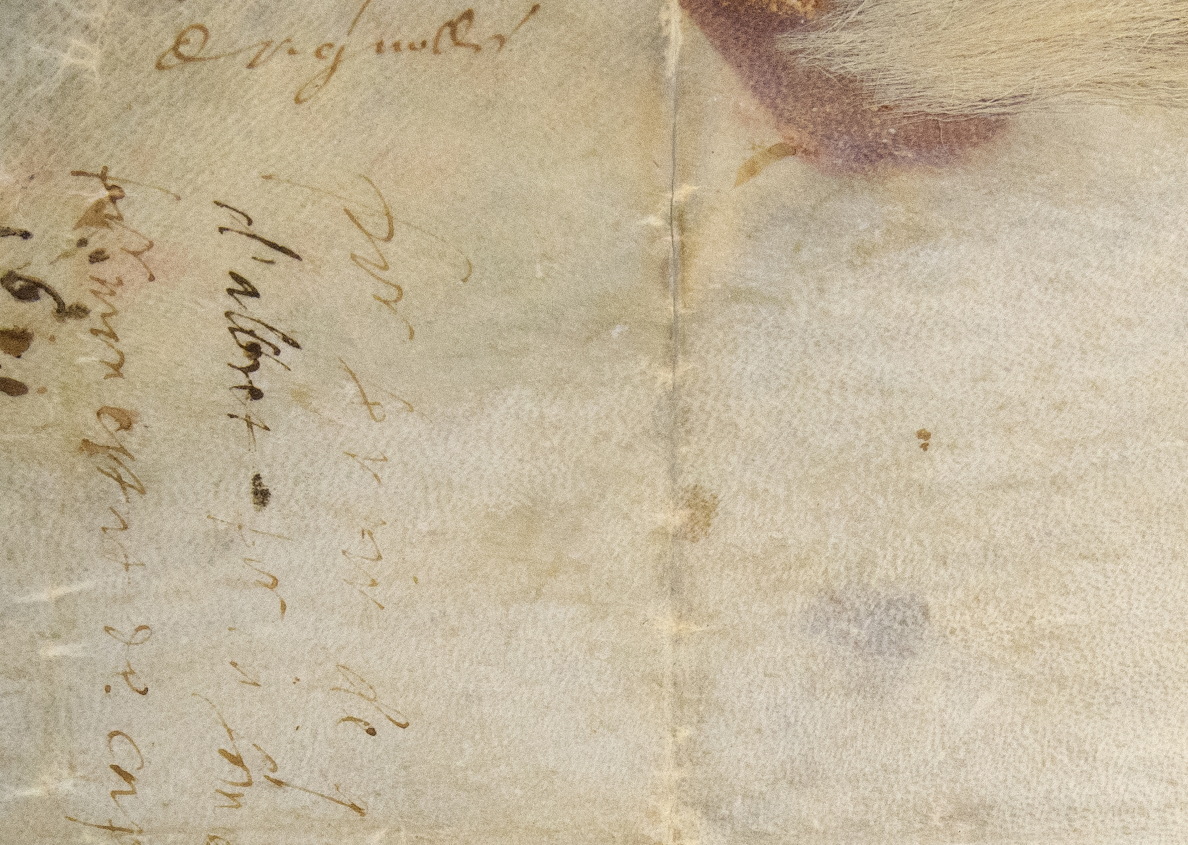 Parchemin comprenant une partie des poils de la bête